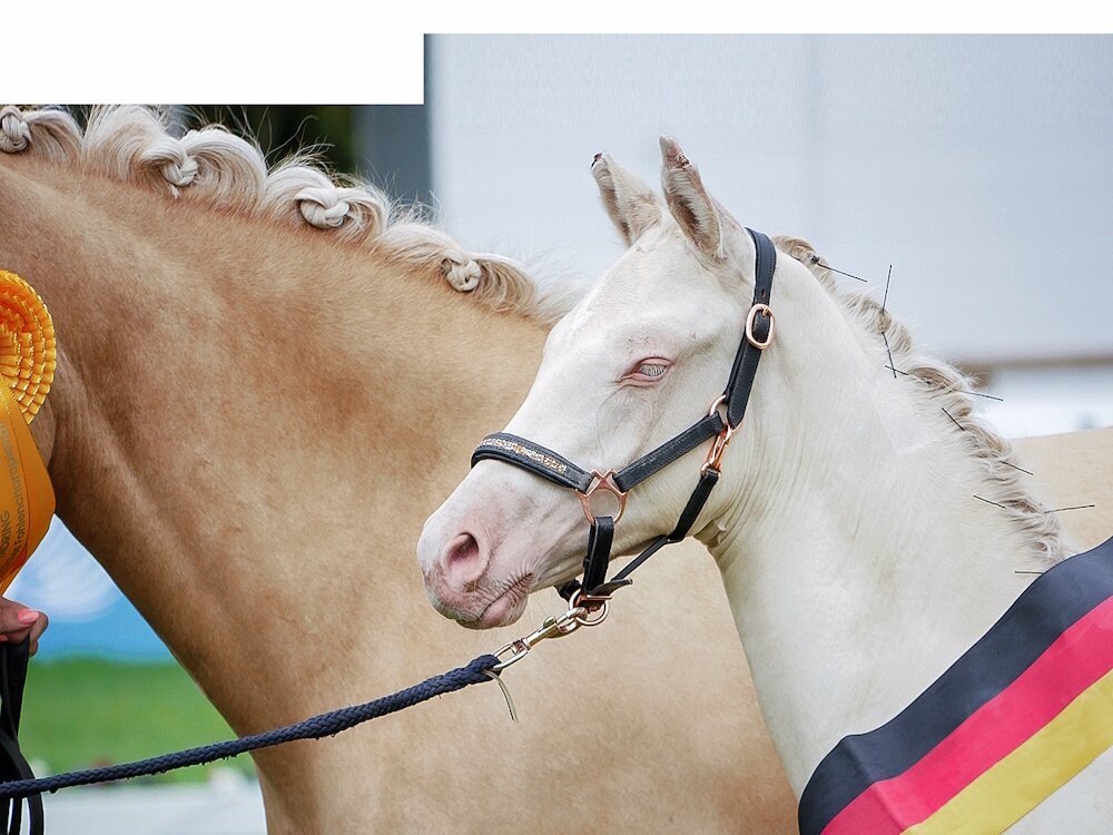 Empfindliche Cremellos  Reiter & Pferde in Westfalen